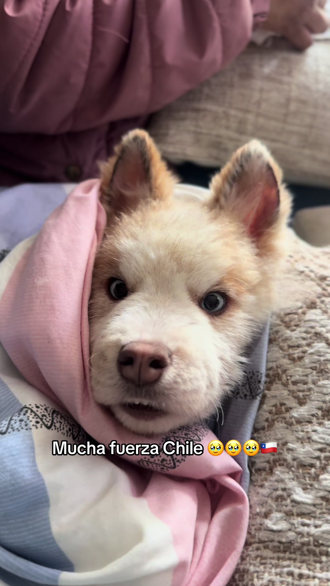 @🐺MiFamiliadehuskies🐾