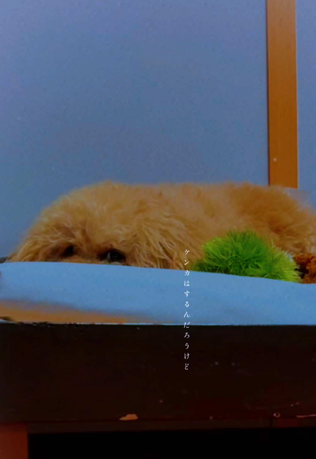 @ブチムギ🐶チャンネル
