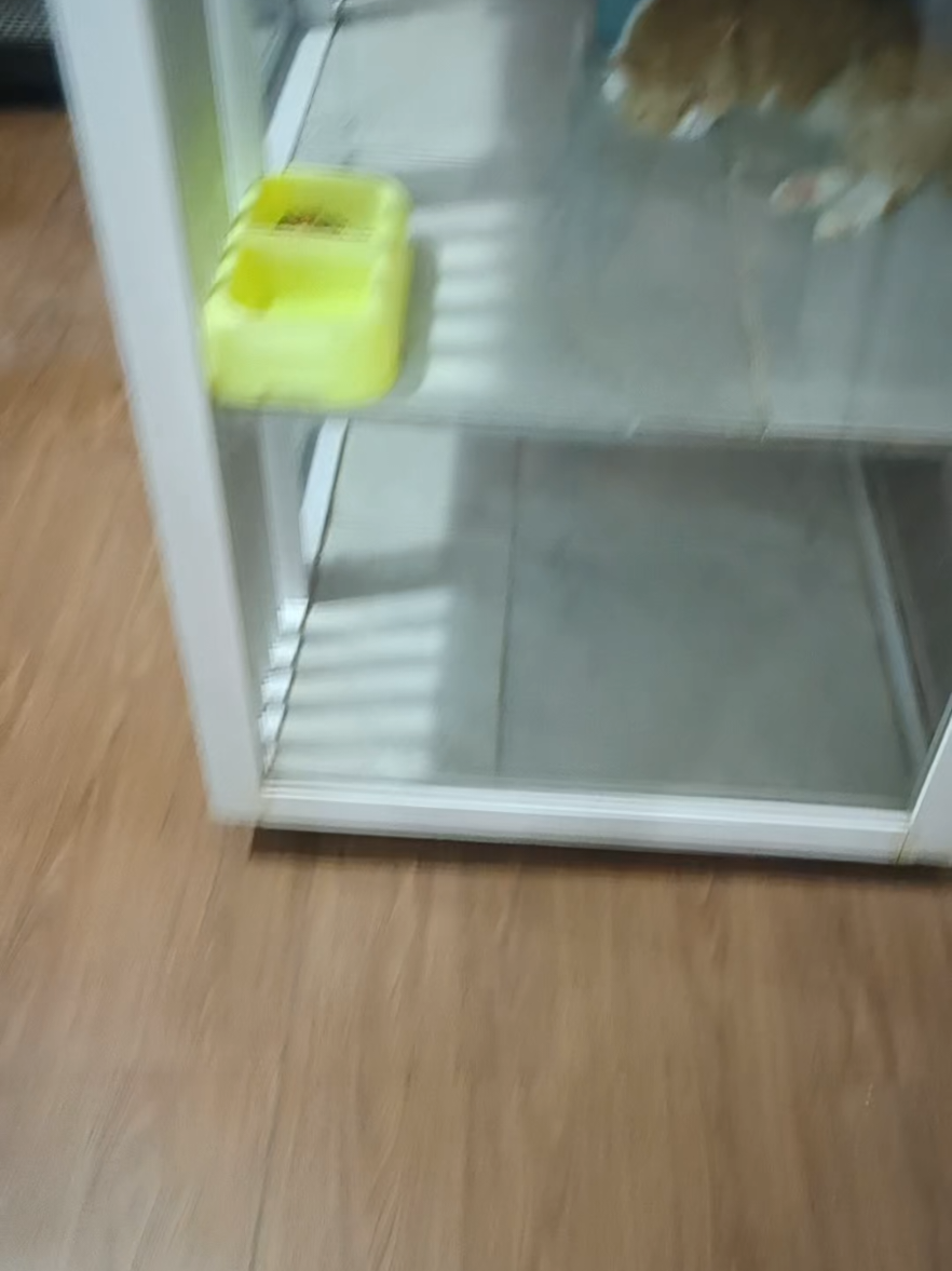 @Bemo Catshop
