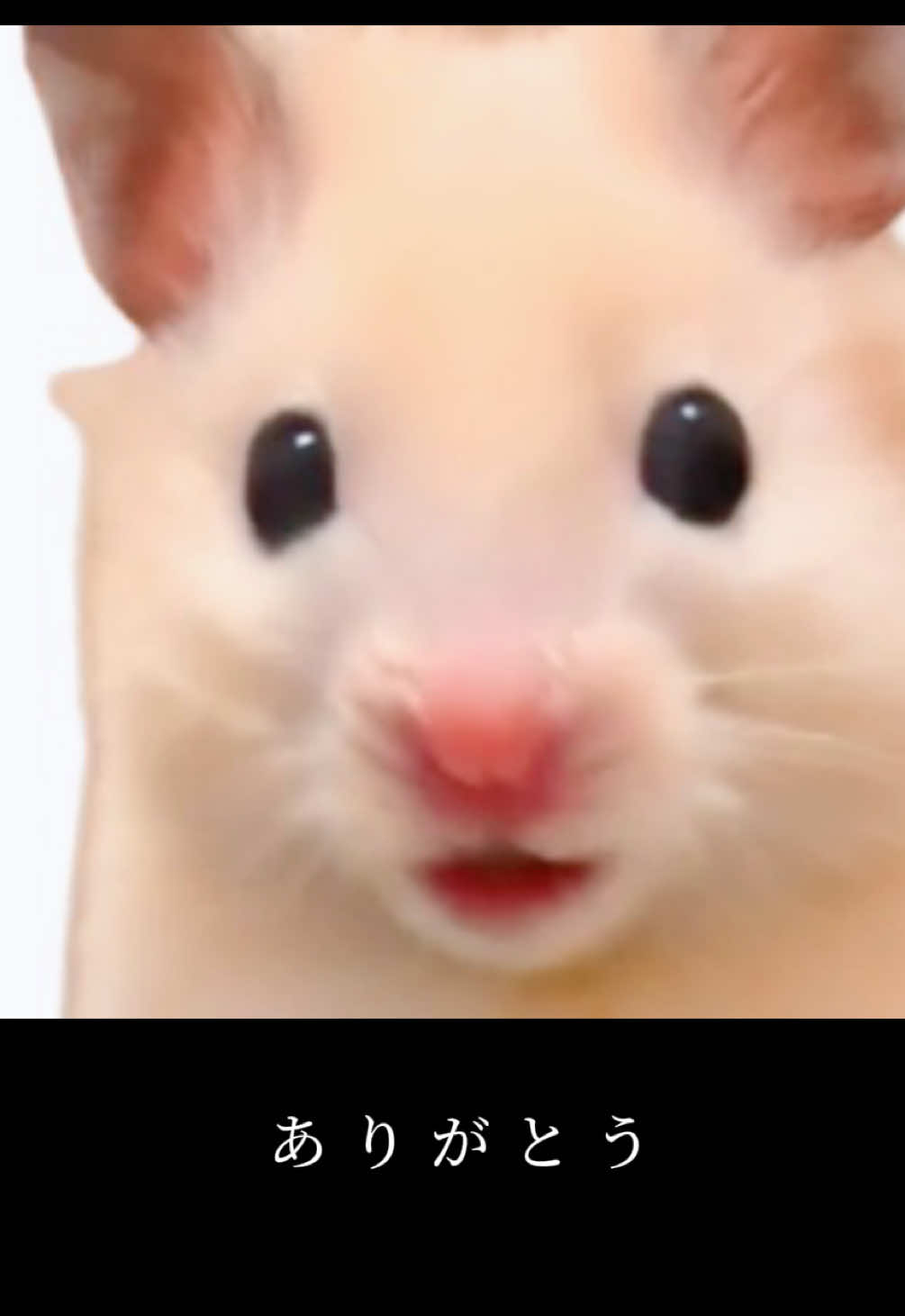 @FCham
