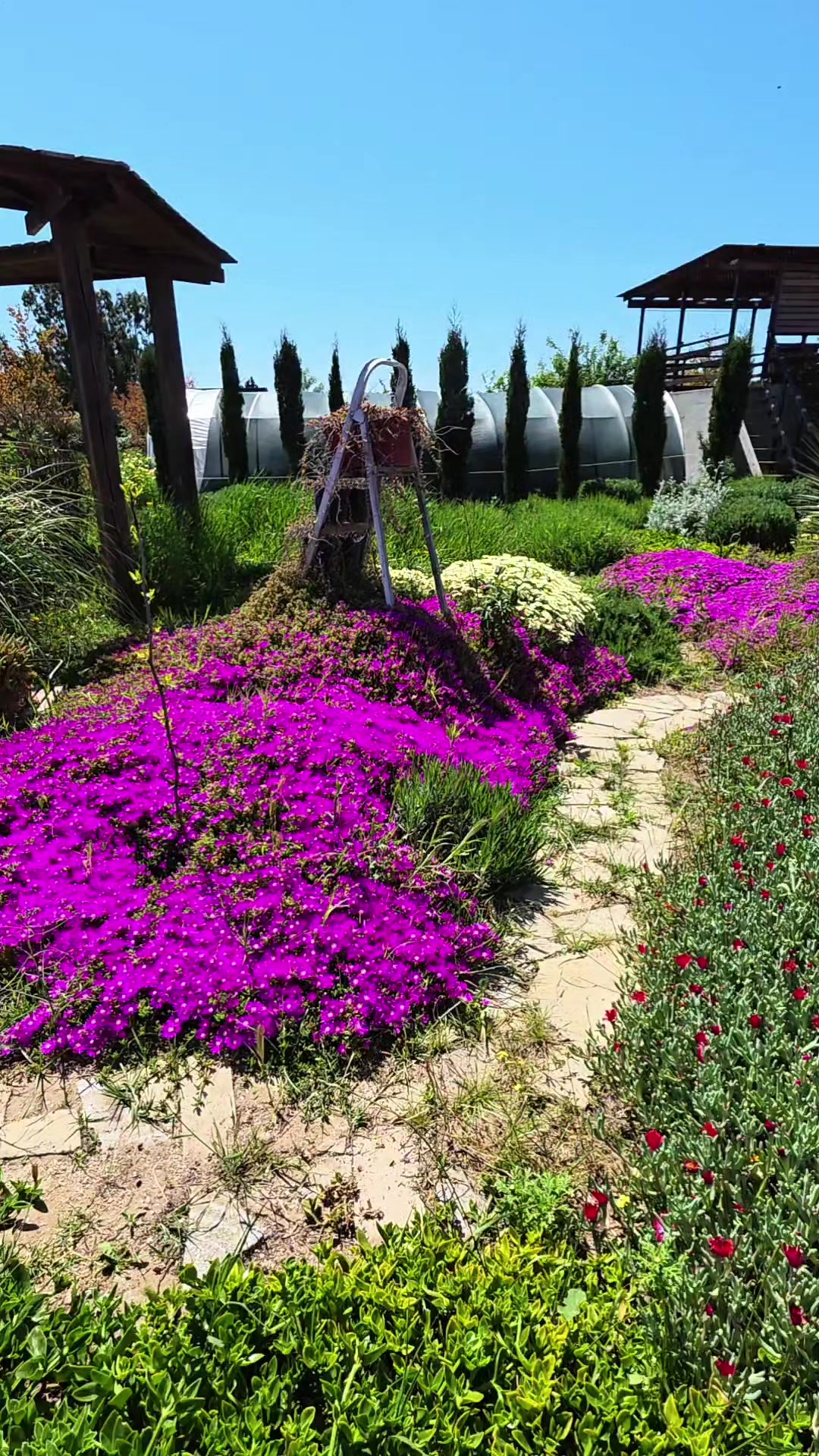 @Aria Lavender