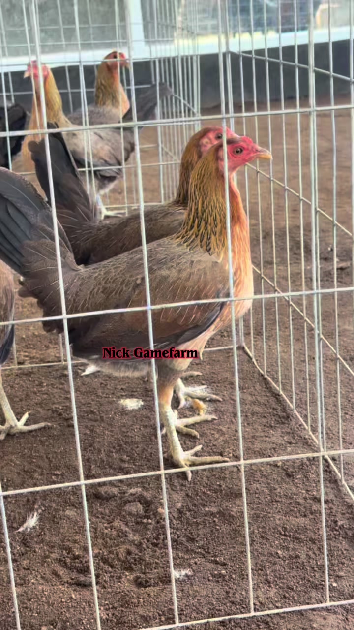@NICK GAMEFARM