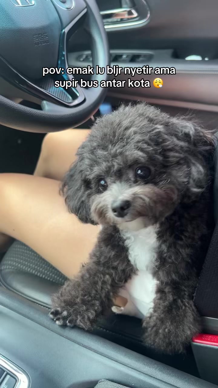 @chippi the poochon