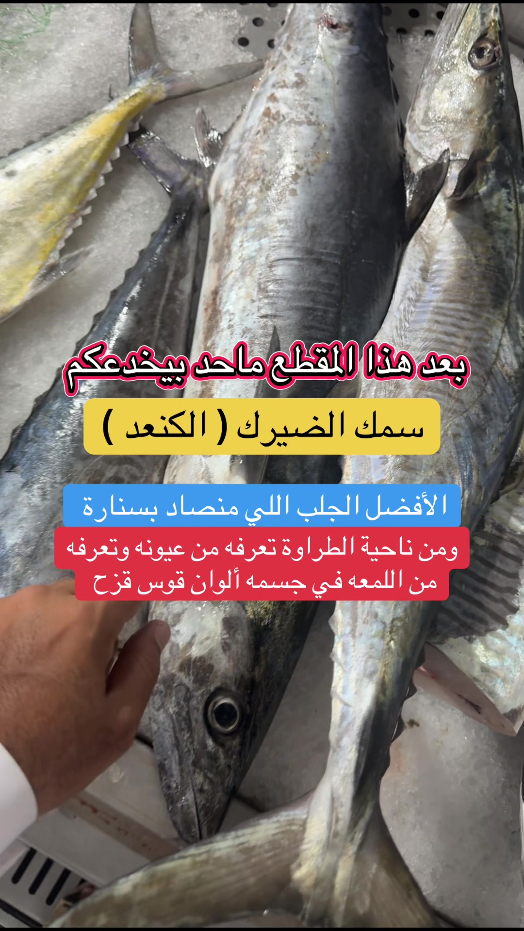 @محمد الأمير