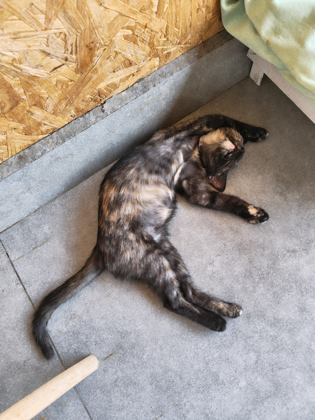 @CAToo Cat Rescue Armenia