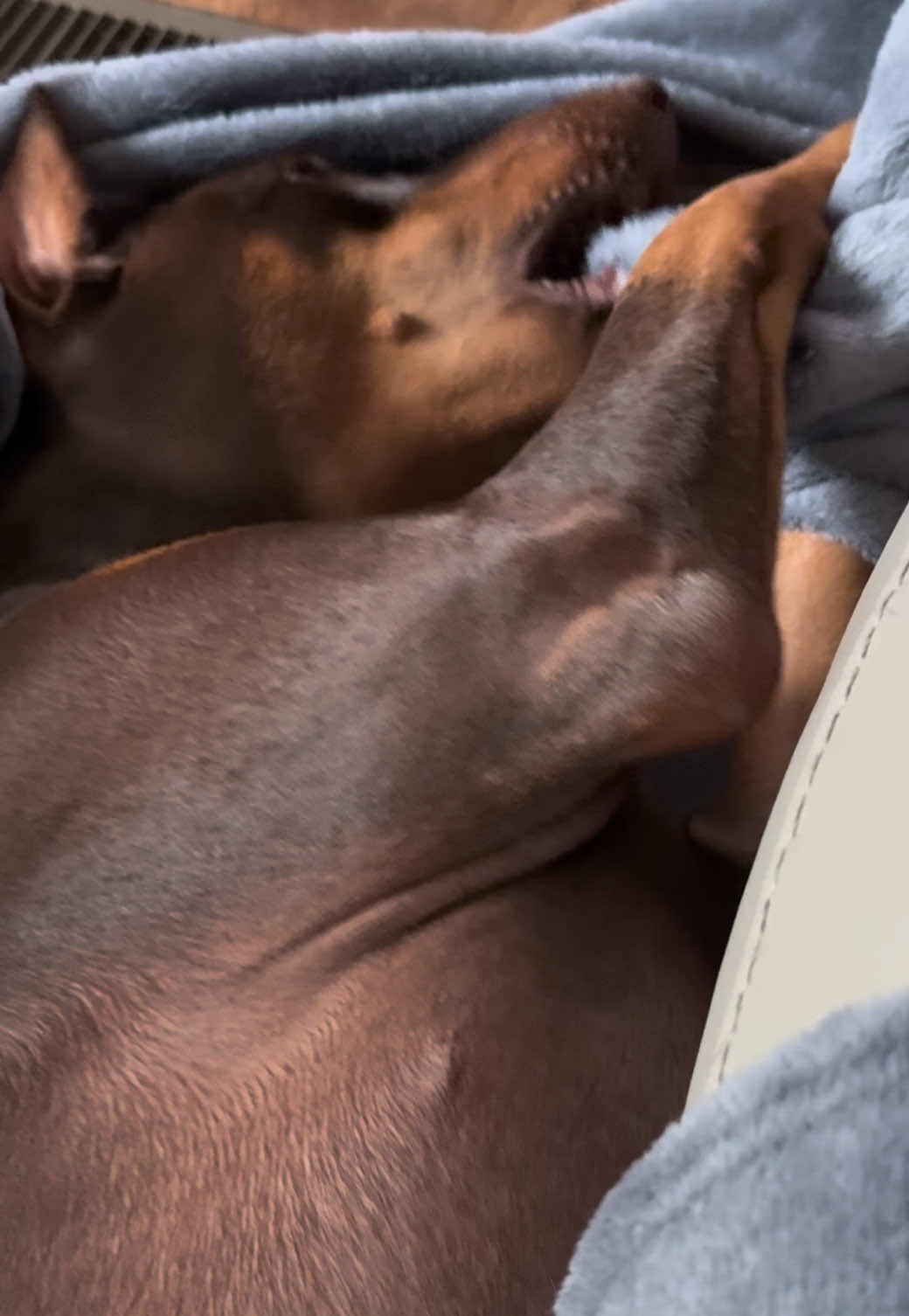 @Chocko The Doberman