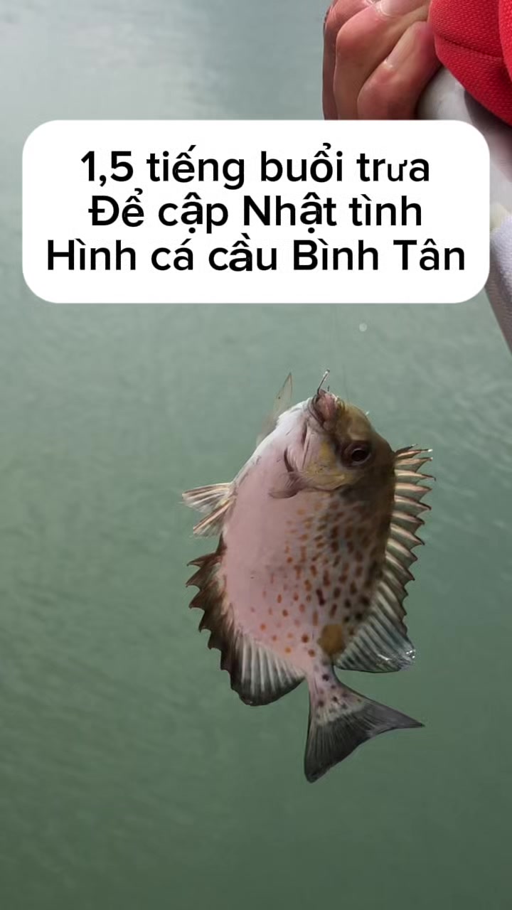 @c&acirc;u c&aacute; Nha Trang