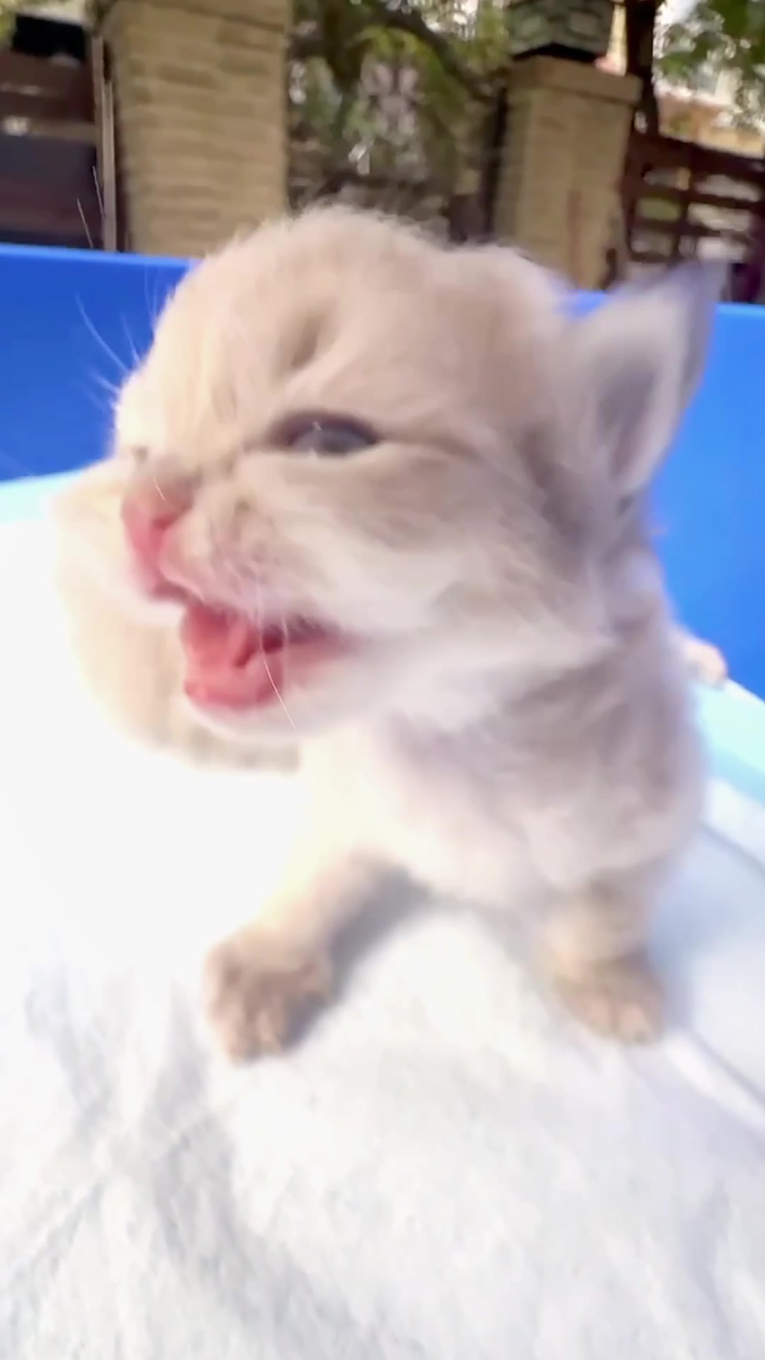 @catbosssss