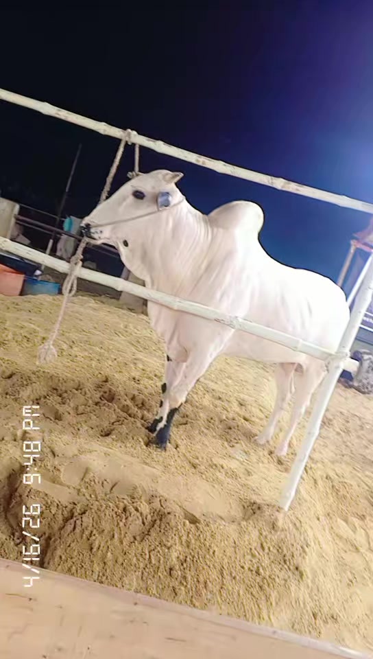 @Tahir Jera