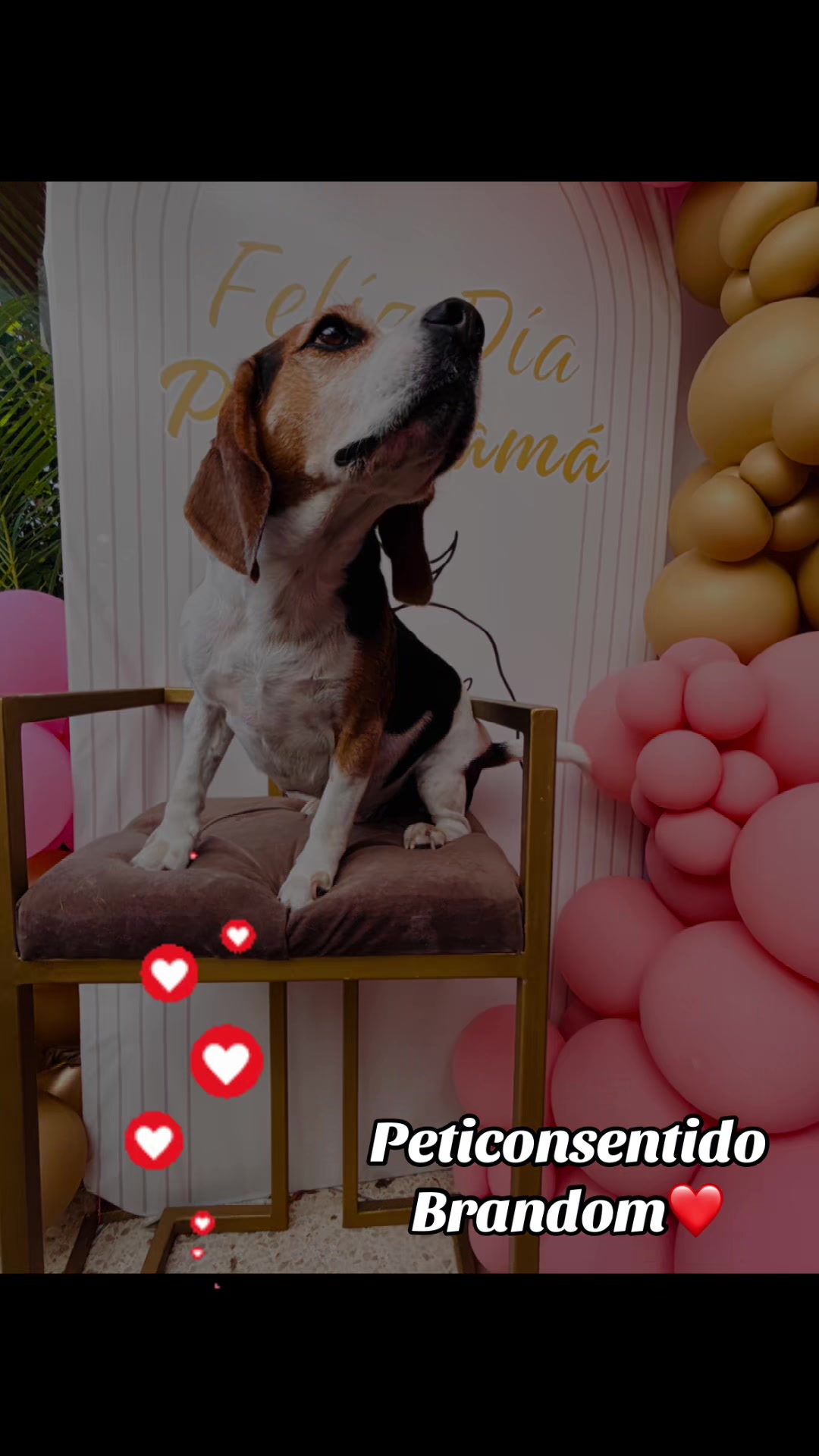 @🐾 Petisos 🐾