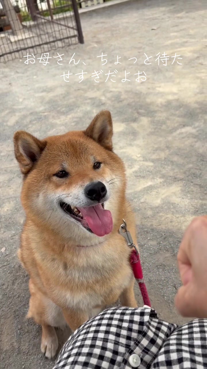 @柴犬むーちゃん