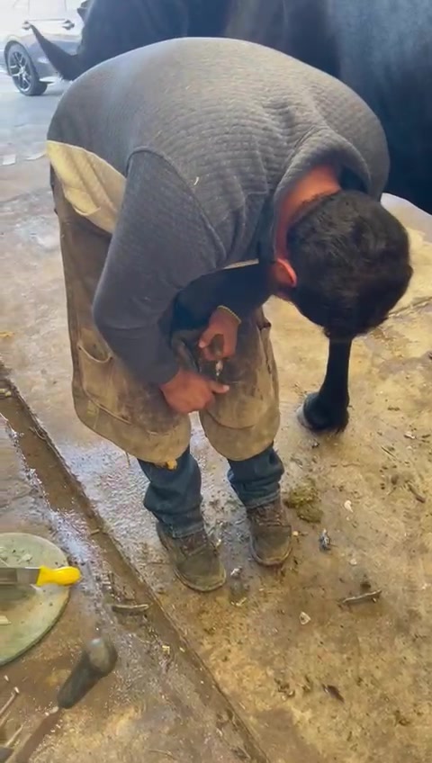 @Farriershoeshorsesnicotina🏇🔨