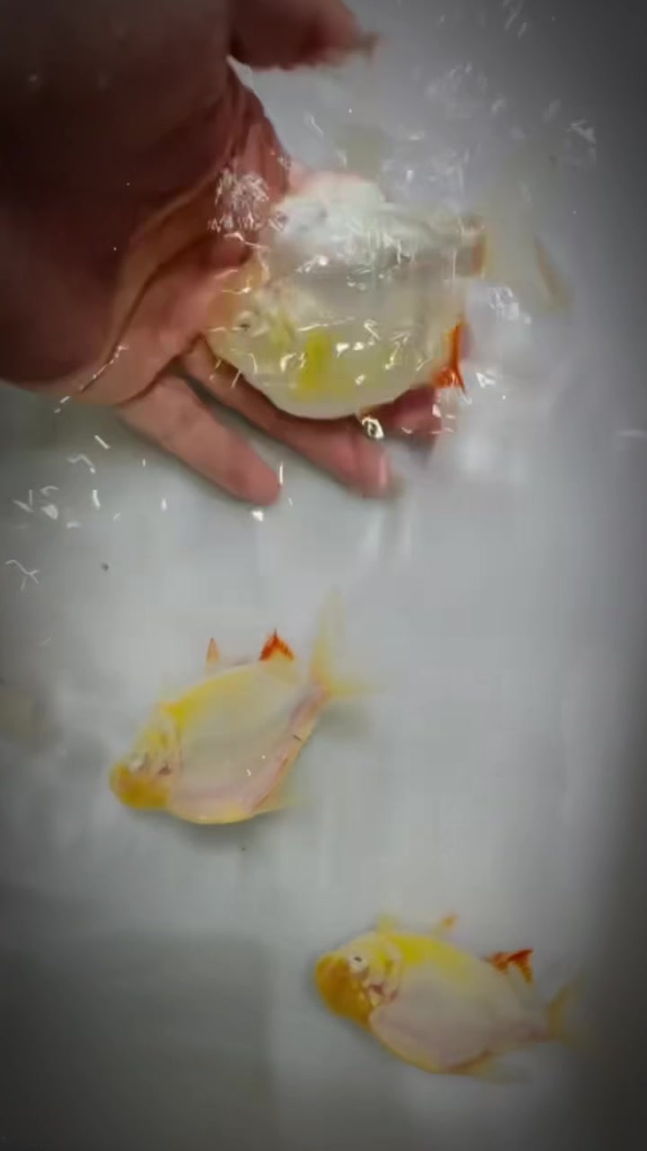 @網上看魚
