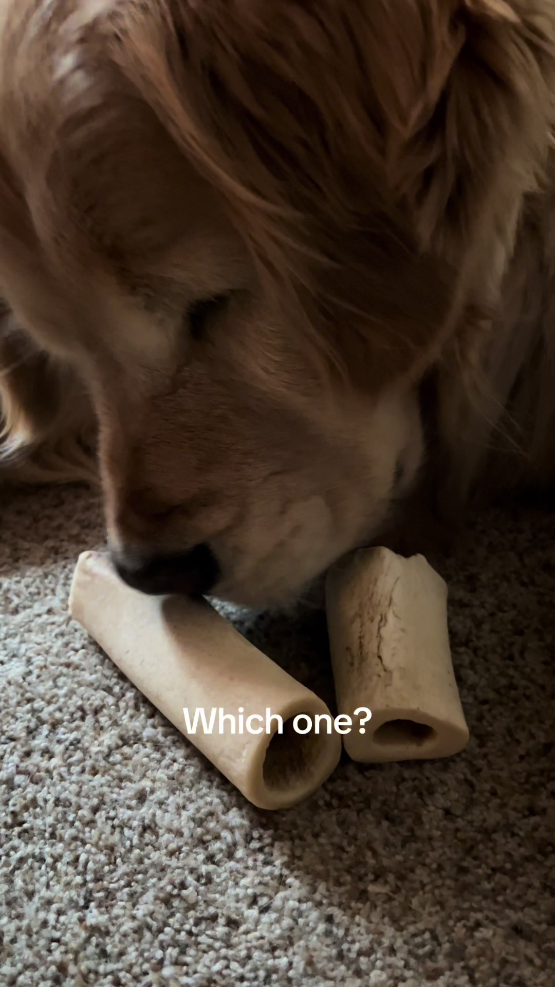 @Kody the Golden