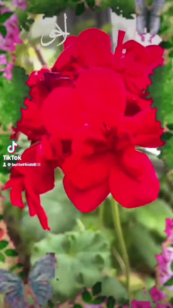 @786ami786
