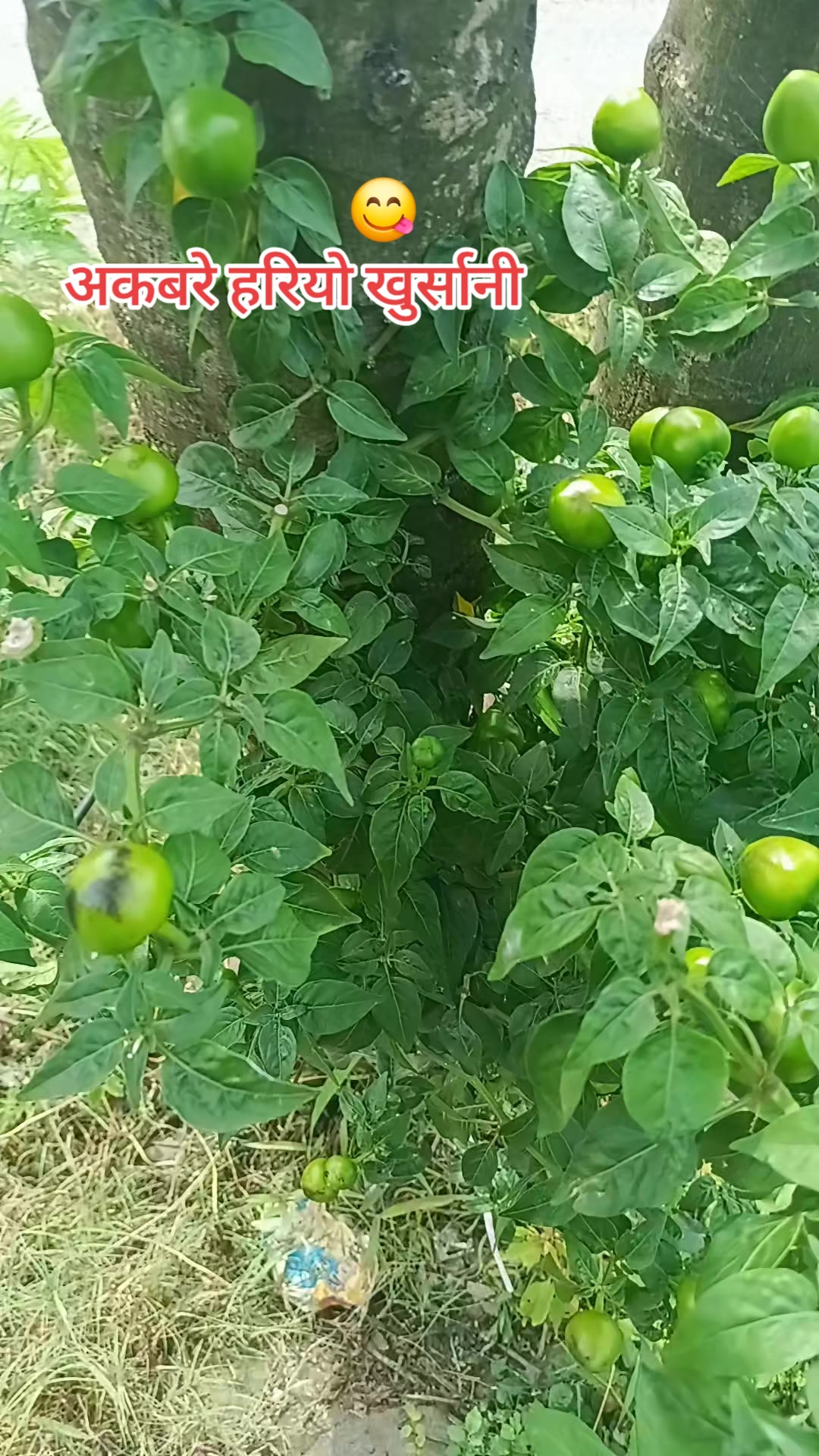 @Kavita Sapkota