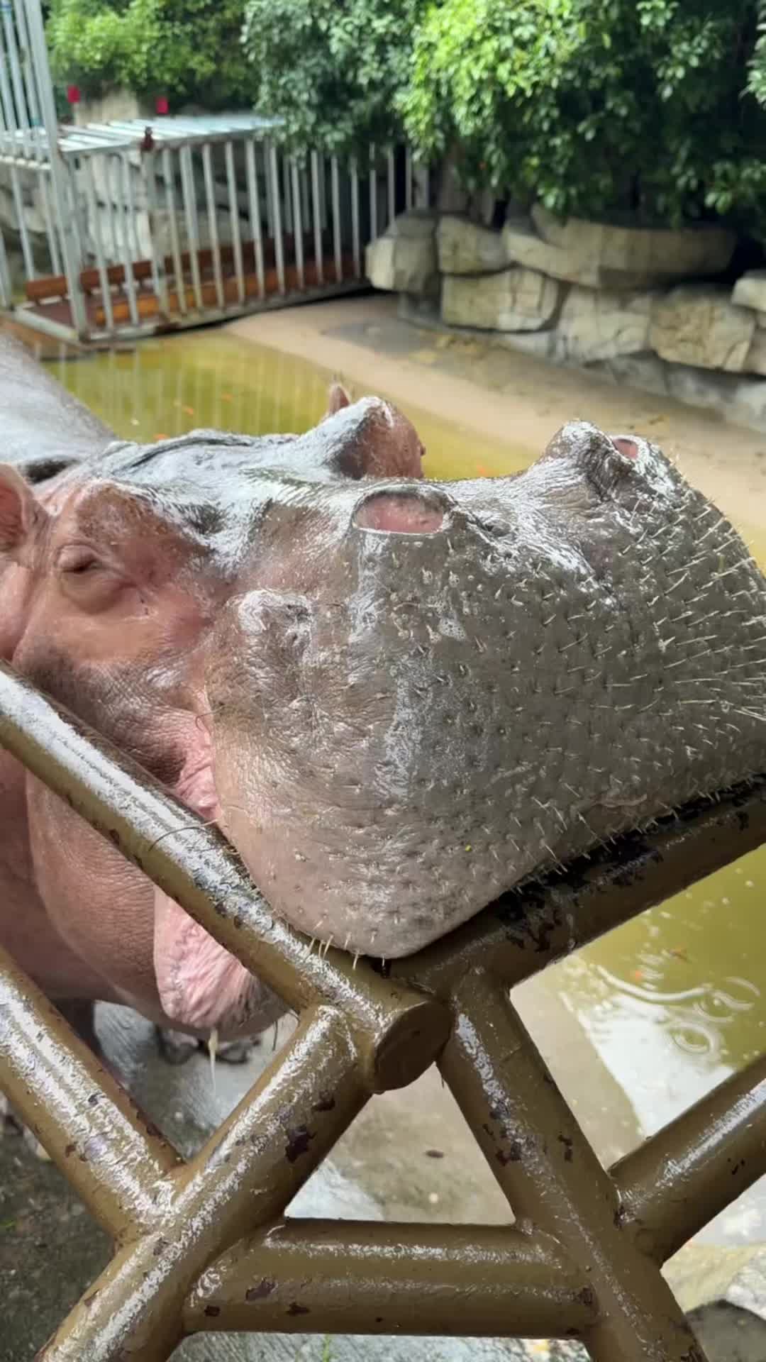 @Hippo