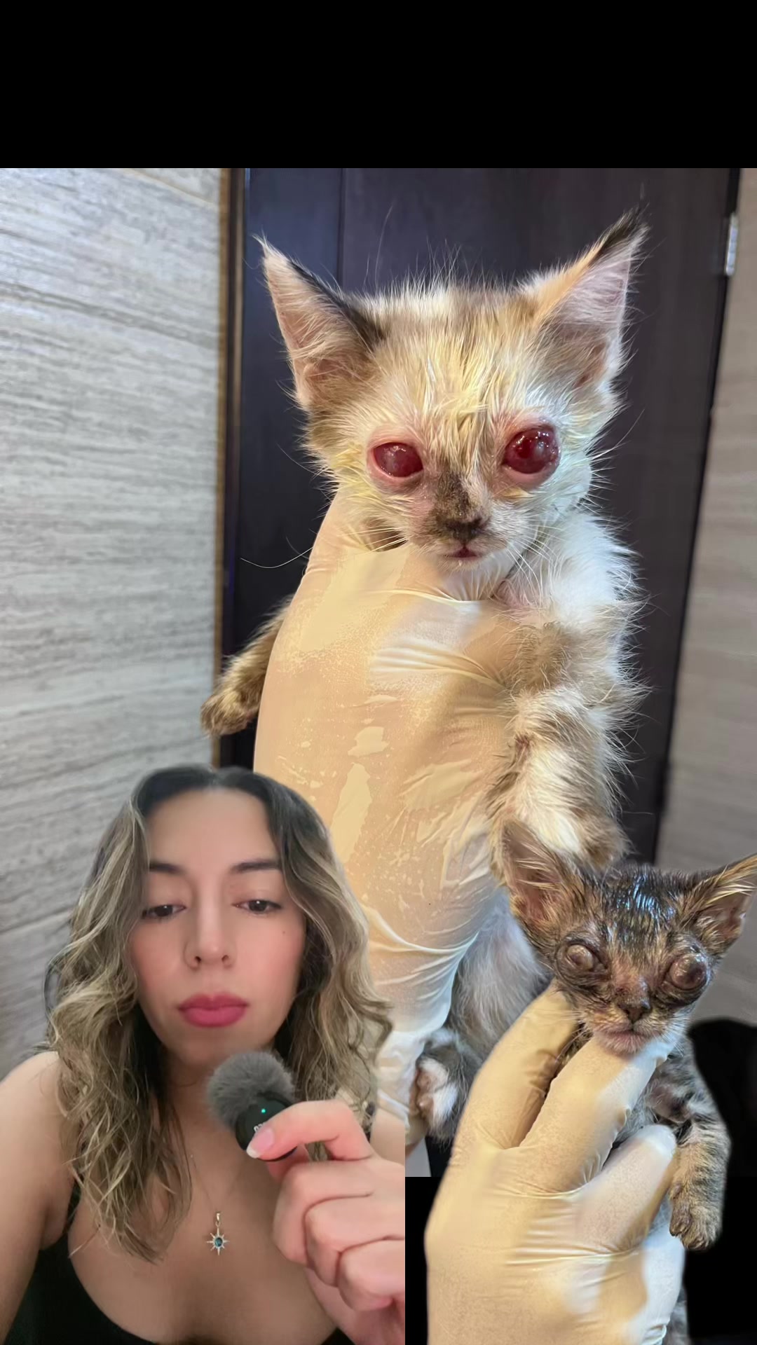 @Cosas de mis gatos 🐱