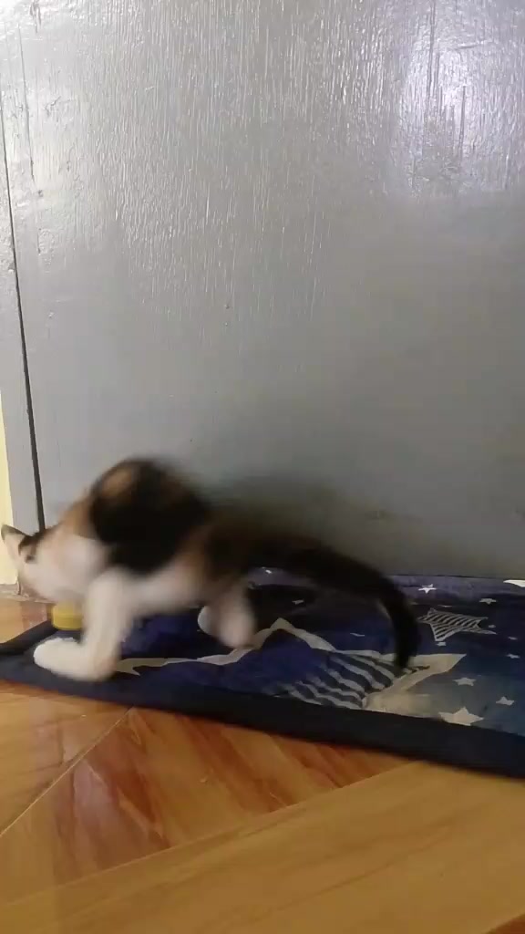 @sny meow🐈