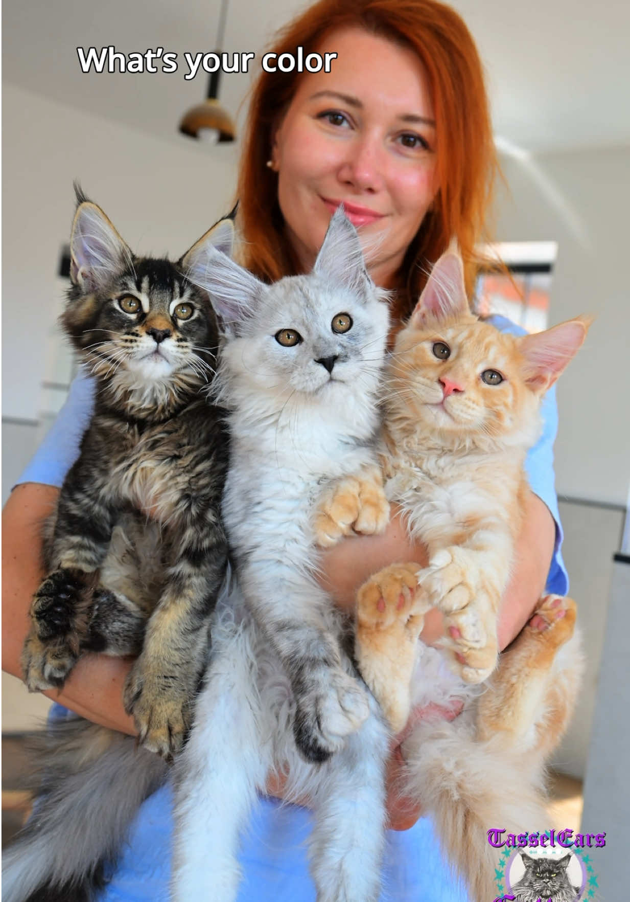 @Tassel Ears Maine Coon Cattery