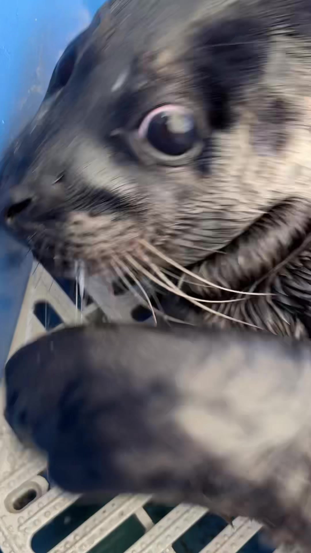 @Marine Mammal Rescue Society