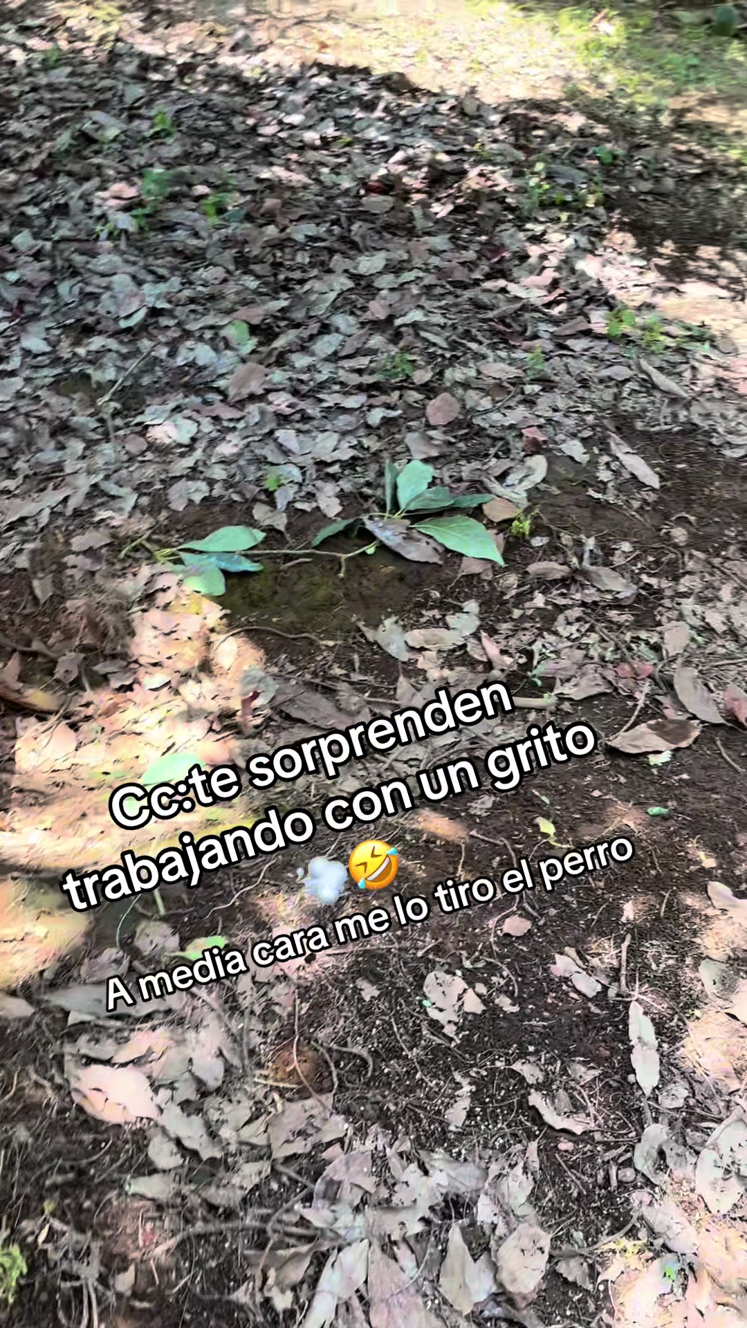 @EL SEÑOR DE LOS PEDOS