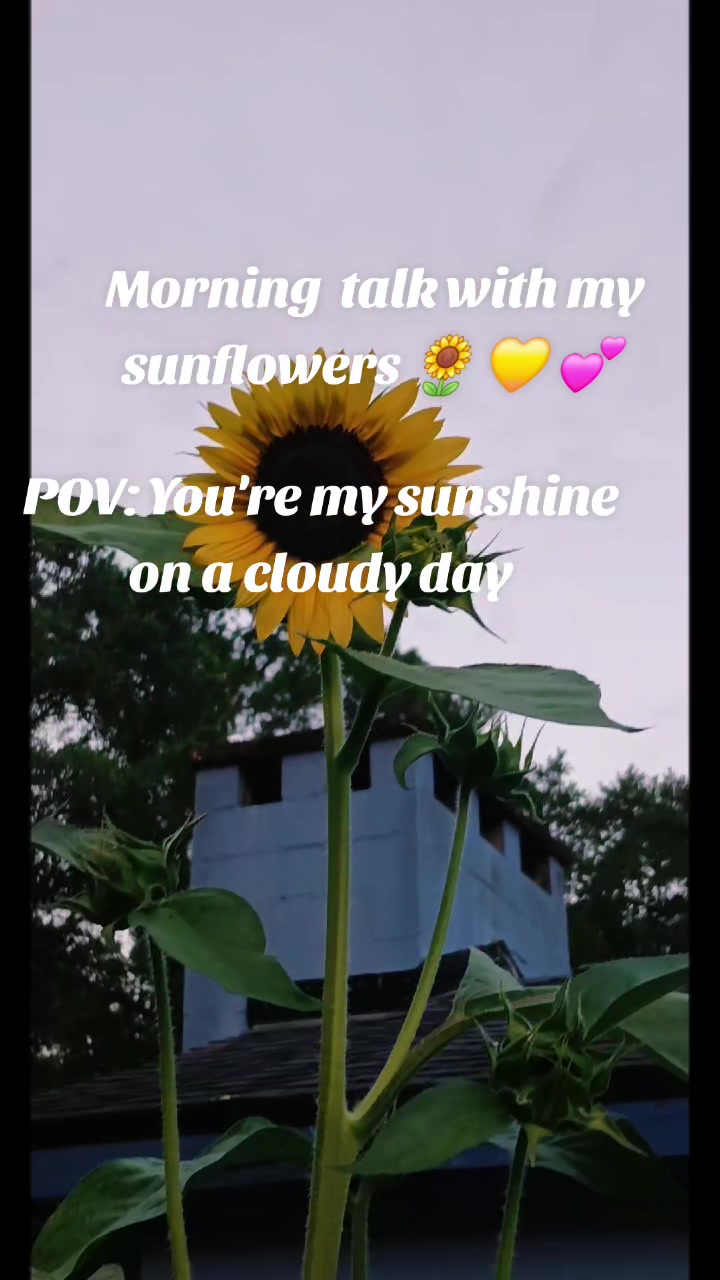 @Ronnie's garden🍅🫑🥬🥒🌻🌺