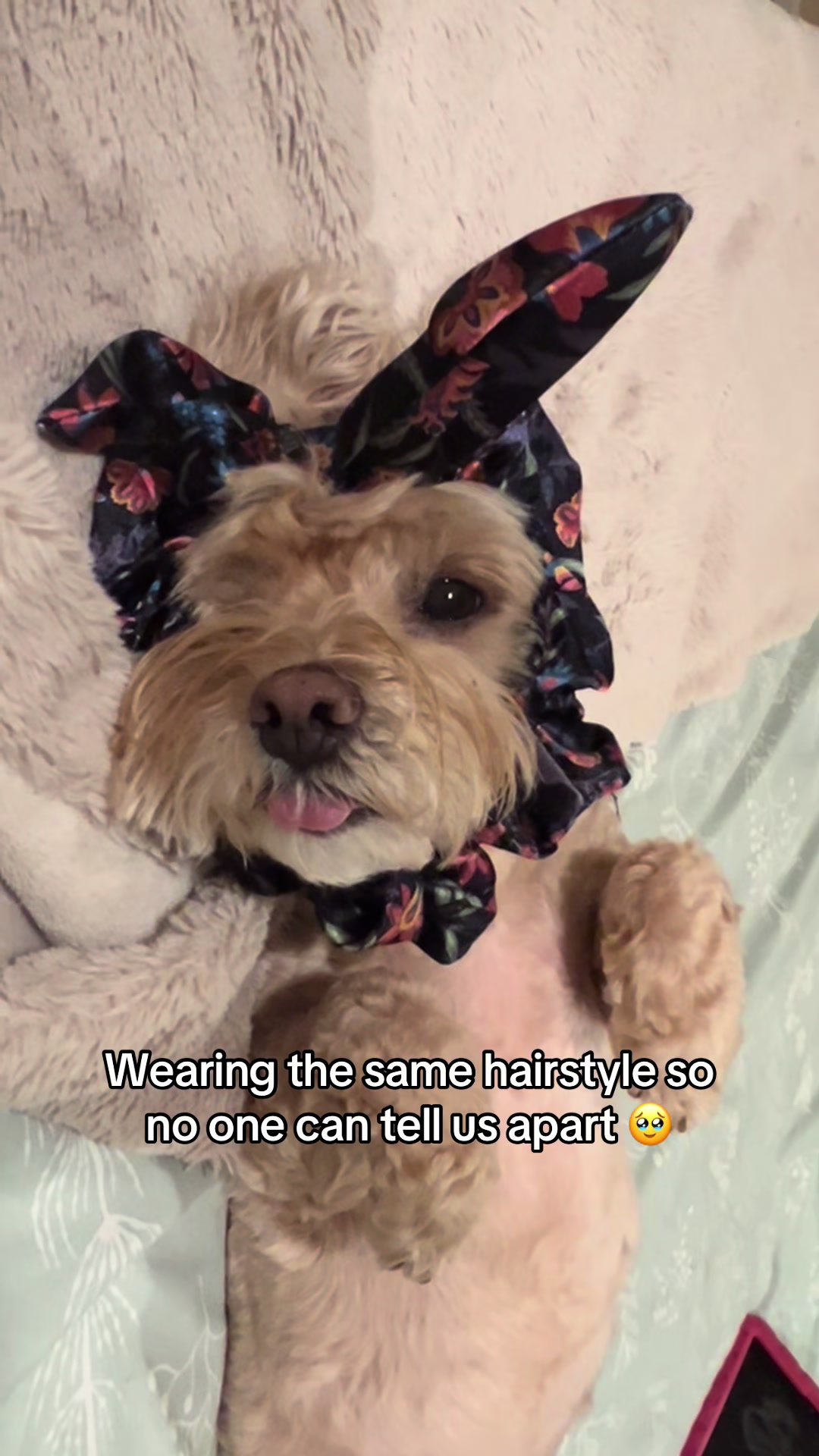 @ChloeCaboodleDoodle