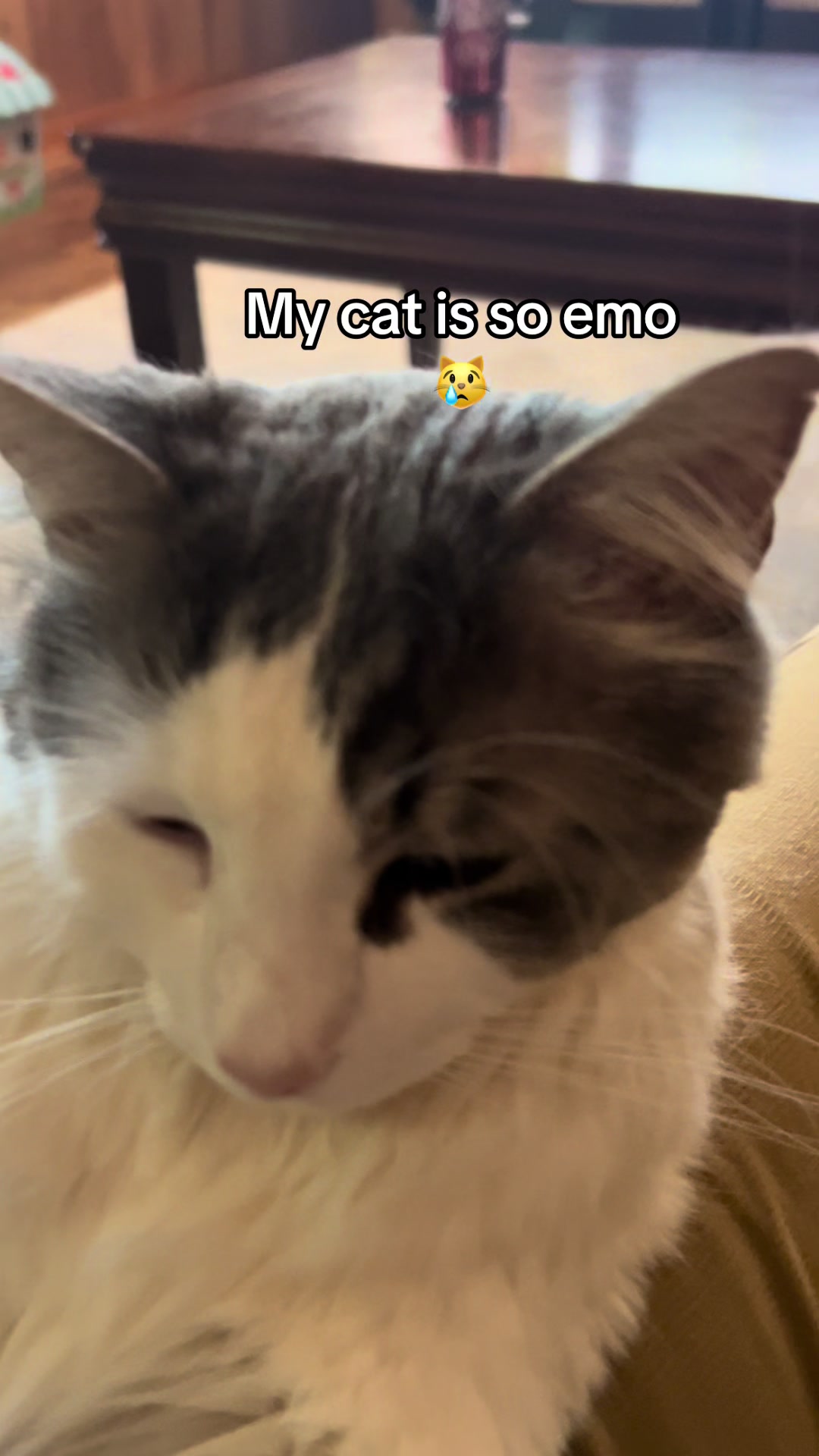@Retro_Paws