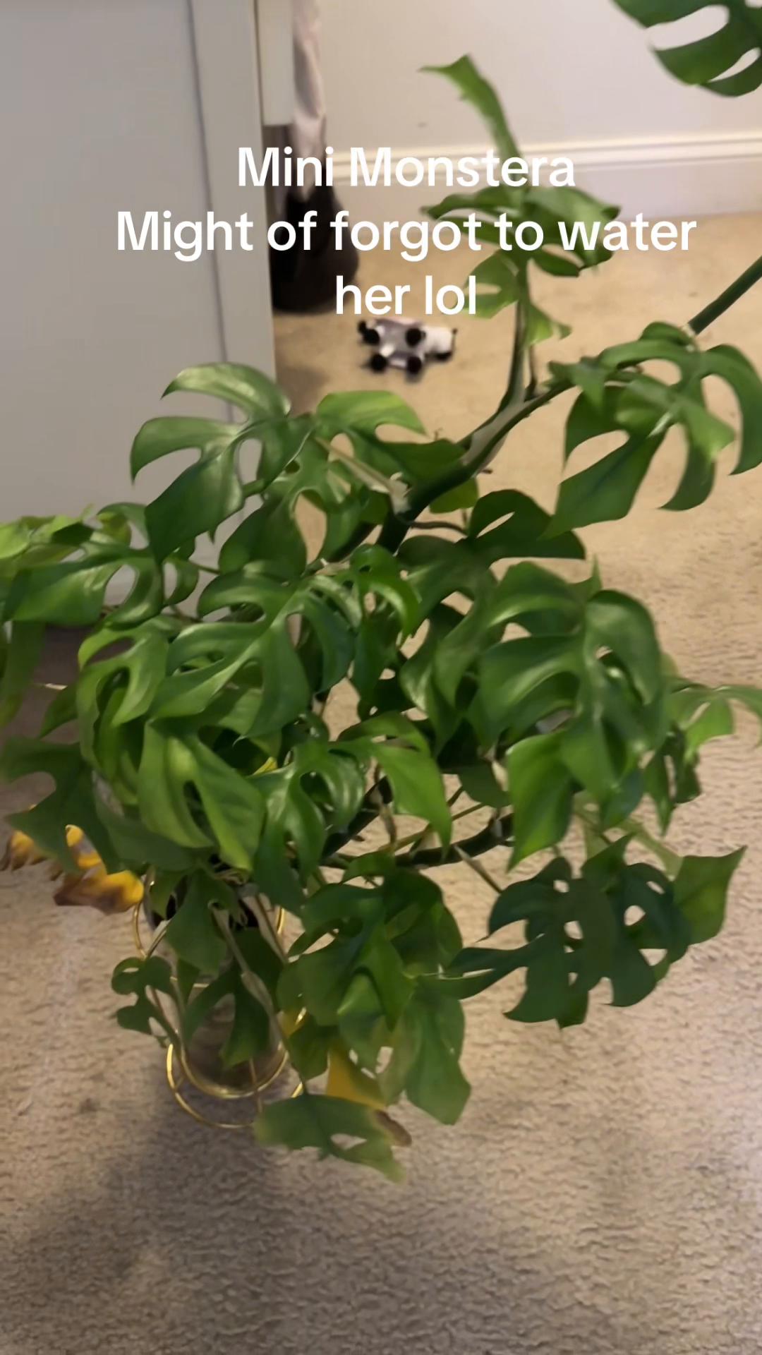 @🪴Stephanie | Plant Addict