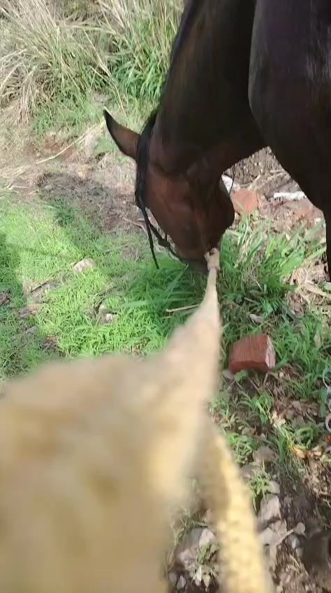 @💗🐎Tu vaquerita🐎💗