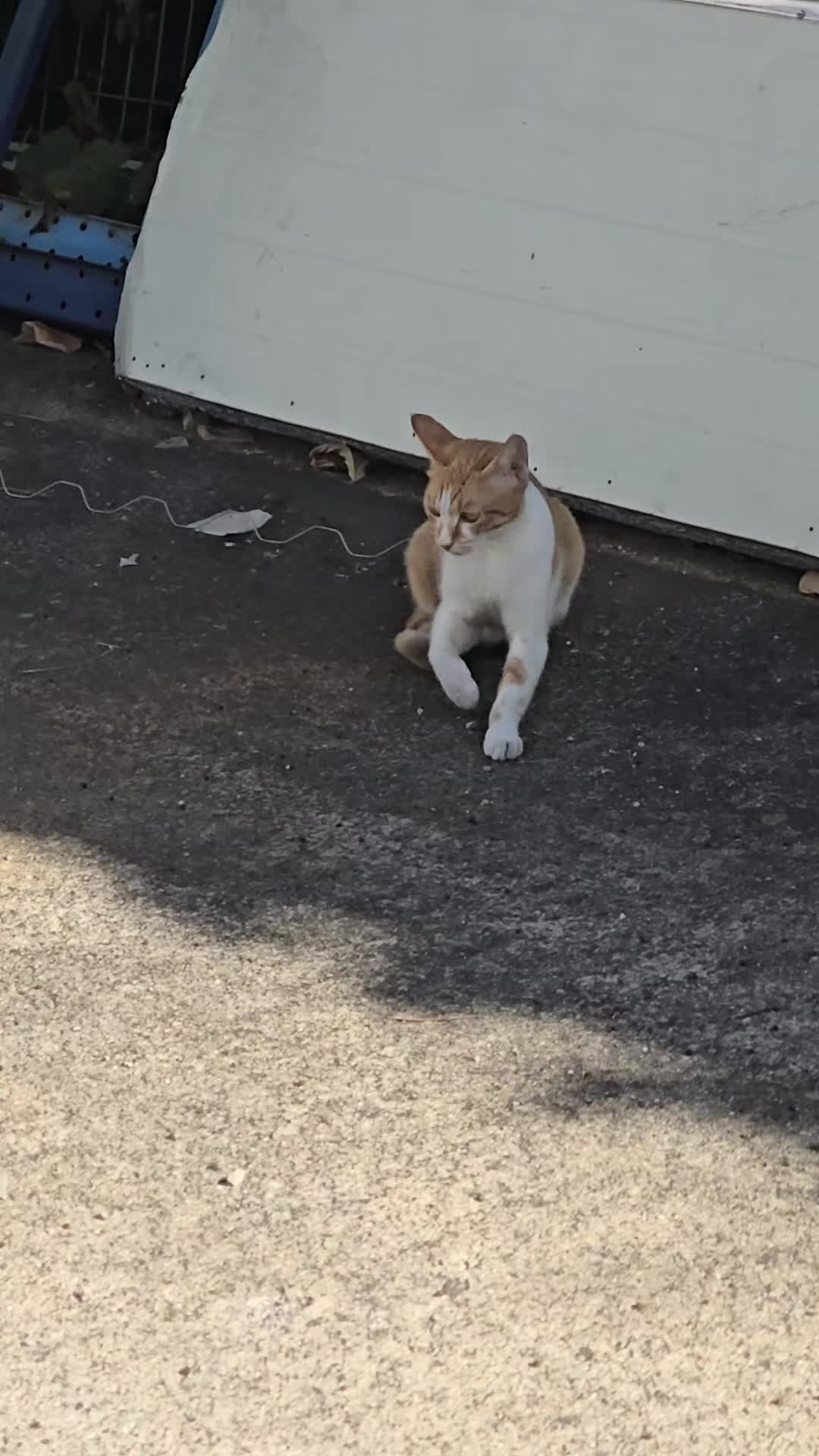 @고양이 형아