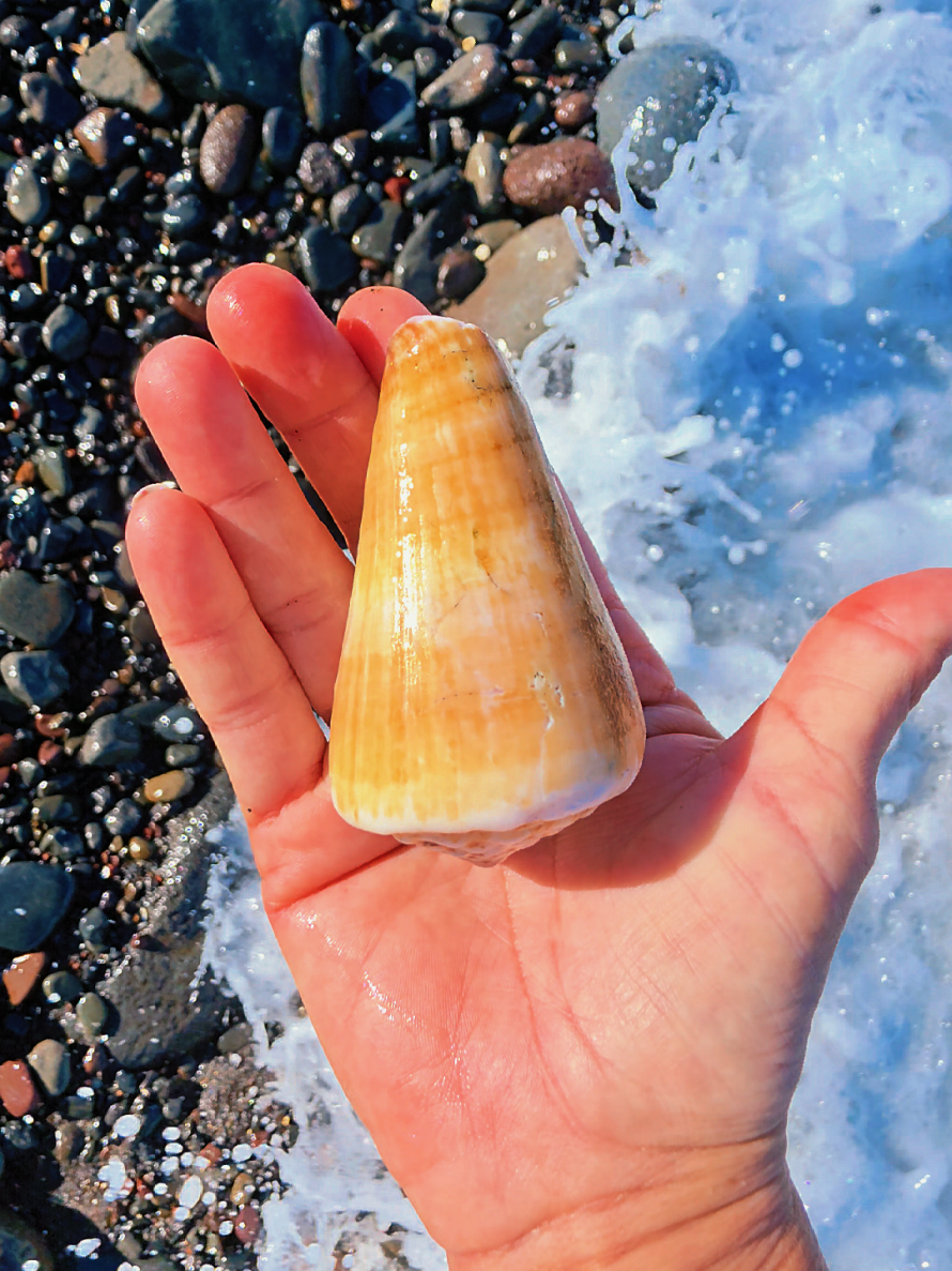 @Noe 🐚 Shells