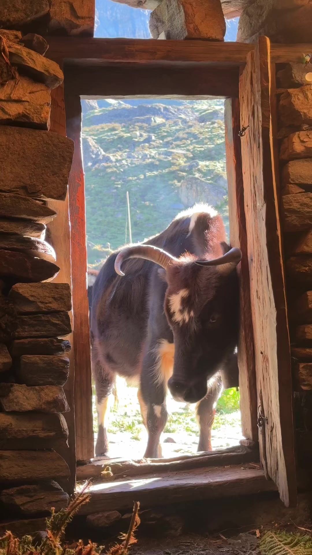 @हुम्ली&ensp;कान्छो