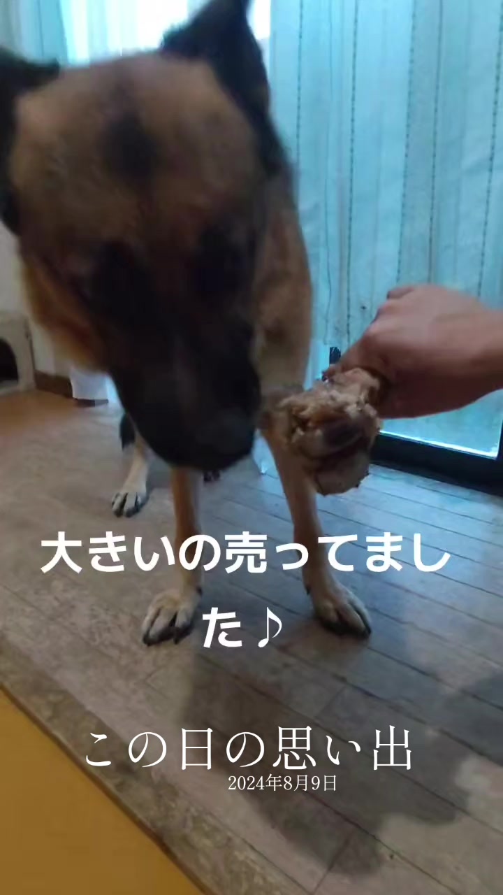 @ANIMAL♡M