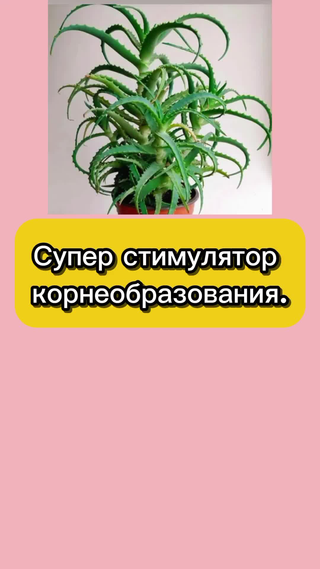 @Ogorodozigzag