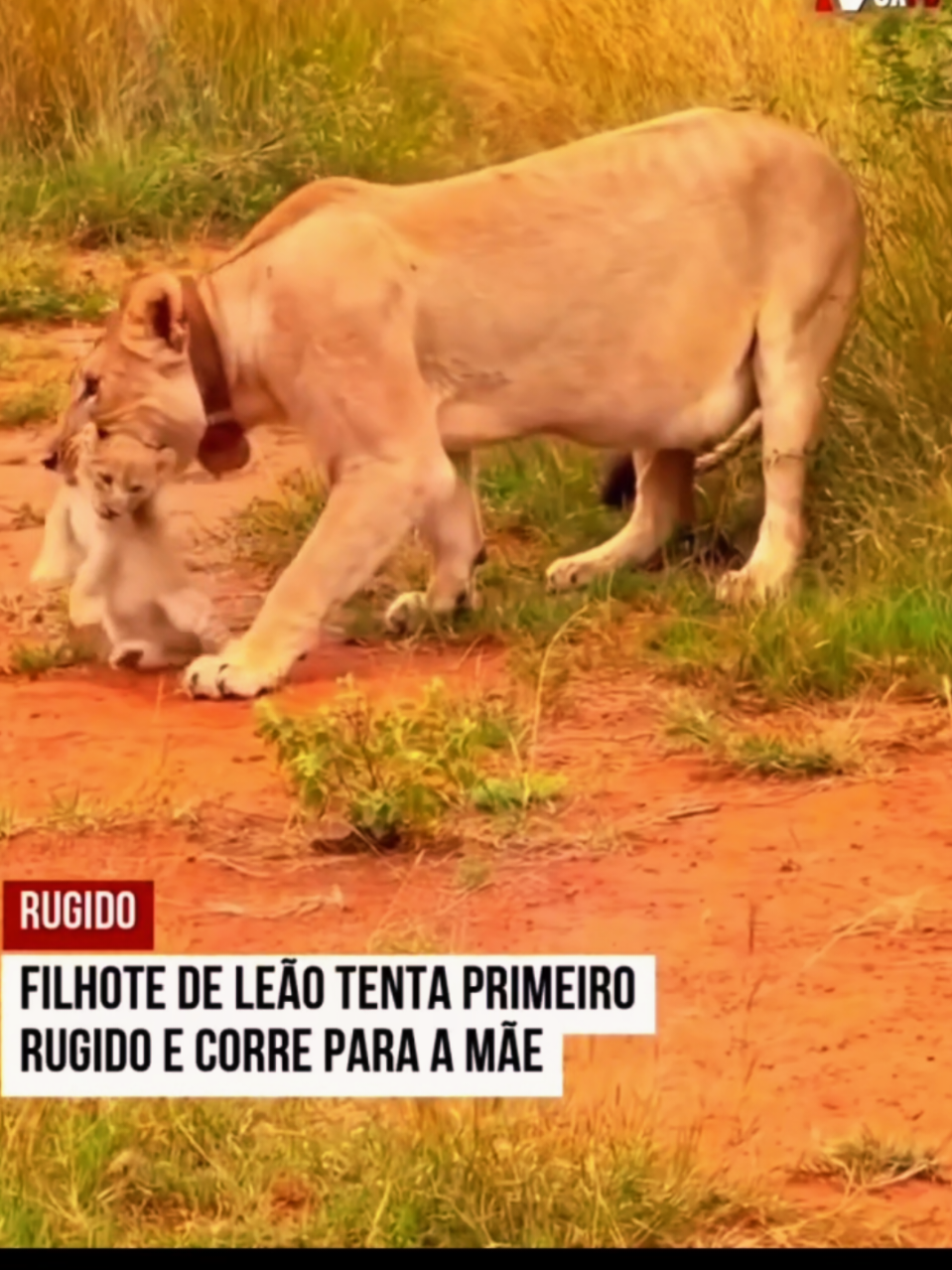 @Cyberpets