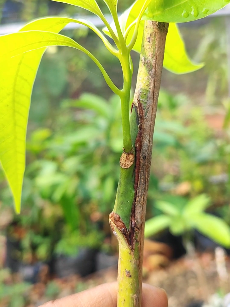 @GardeningFruits