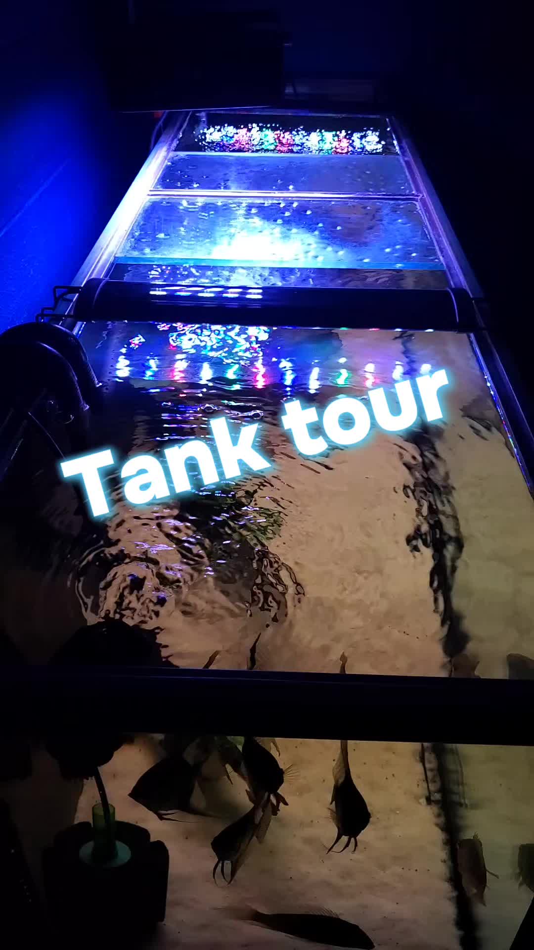 @Dave's Aquatics