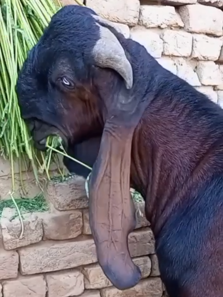 @Sheikh Goat & Cattle Farm