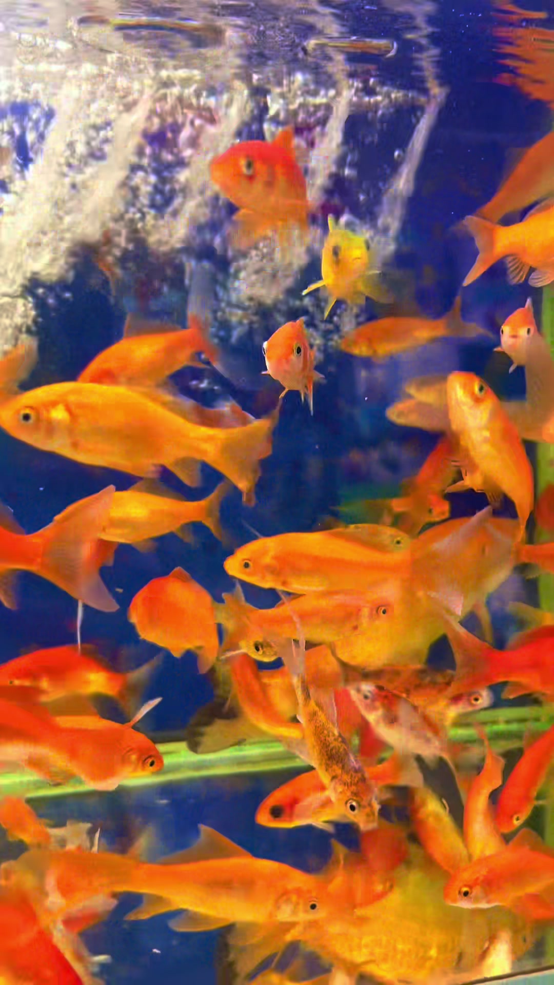@PET SHOP KRISTI