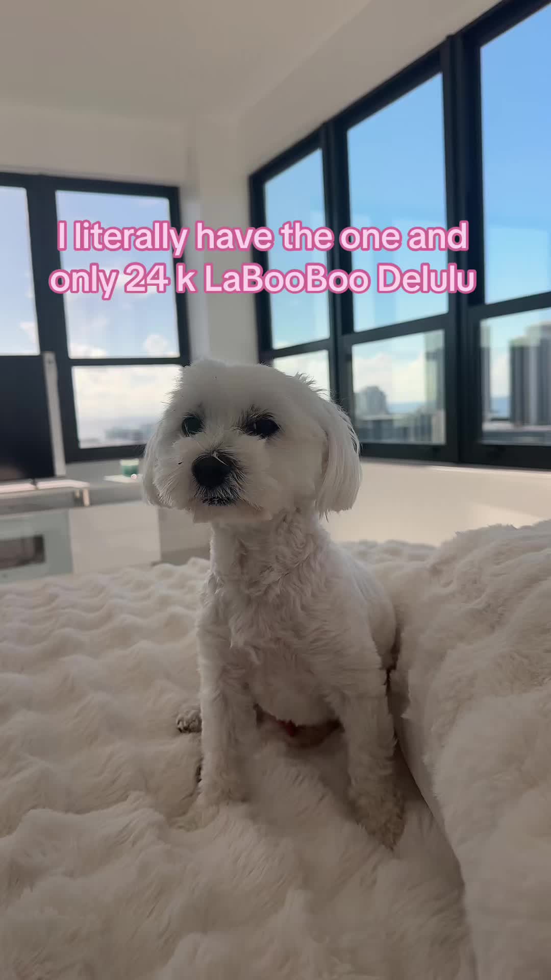 @Booboo