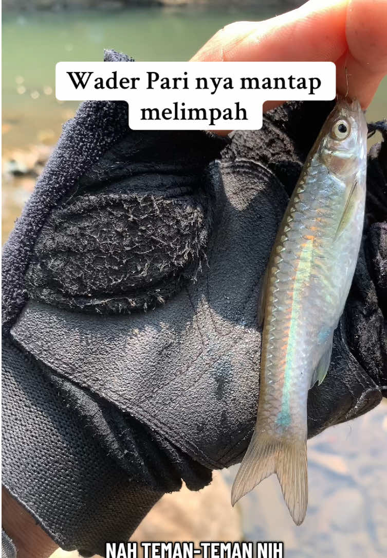 @Bang Fajri 🎣
