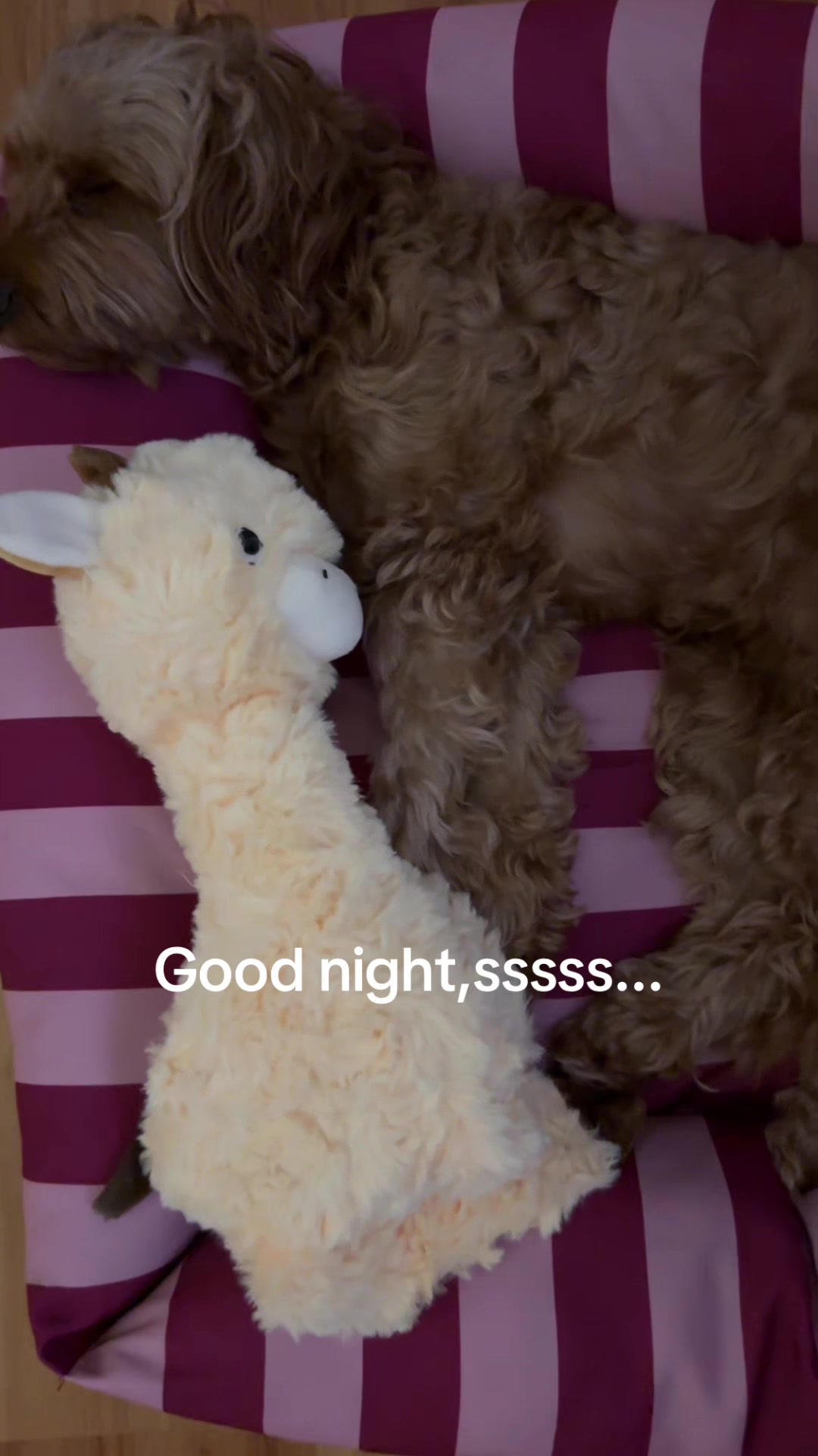 @Teddy the cutie pie