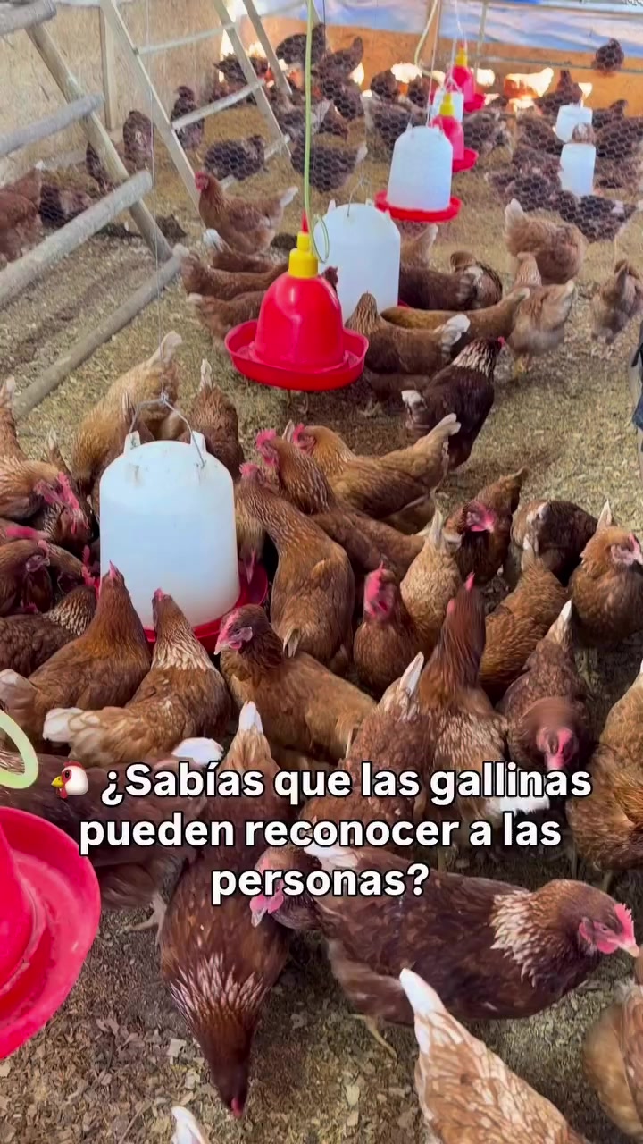 @Felipe miralles Tío Reycar