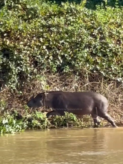 @Pantanal Brazil Safaris