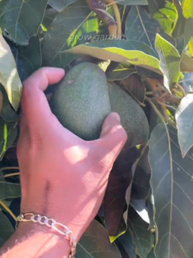 @Grow Garden | Plantas