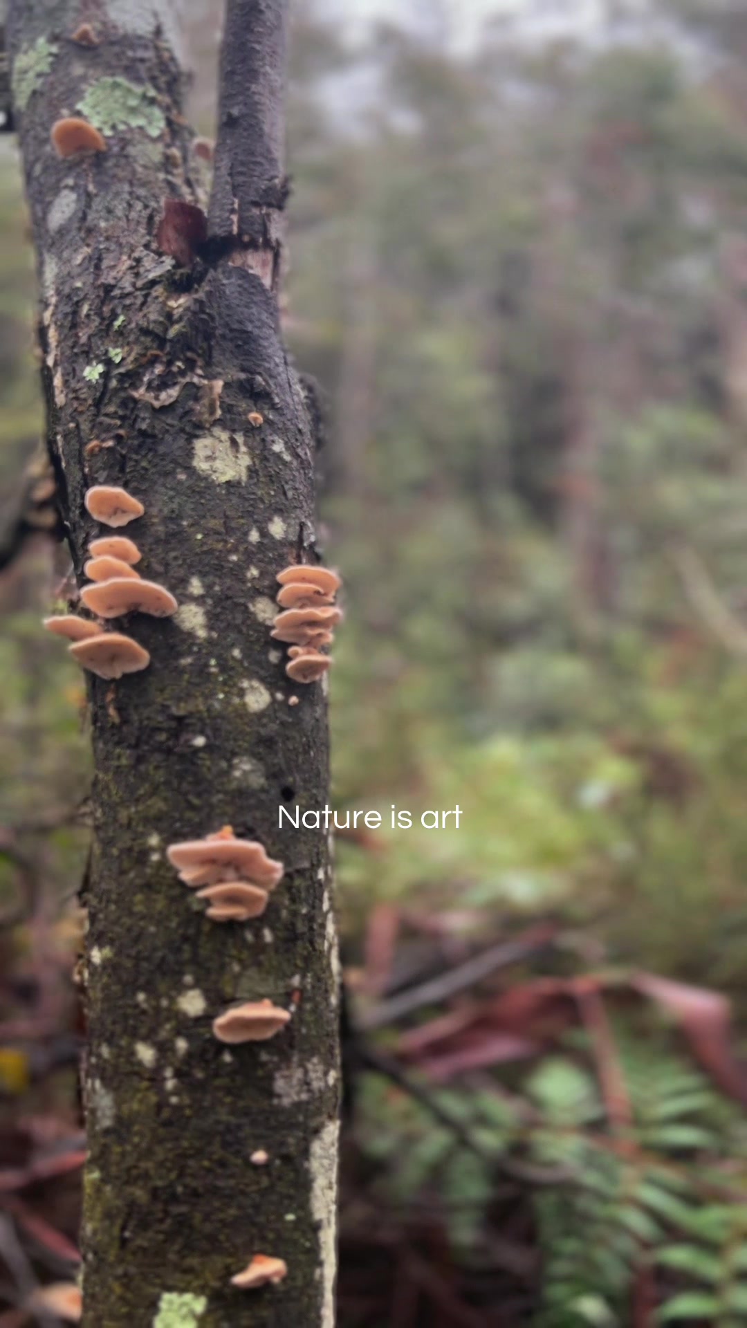 @Tara | Wanderlust 🍄🌿
