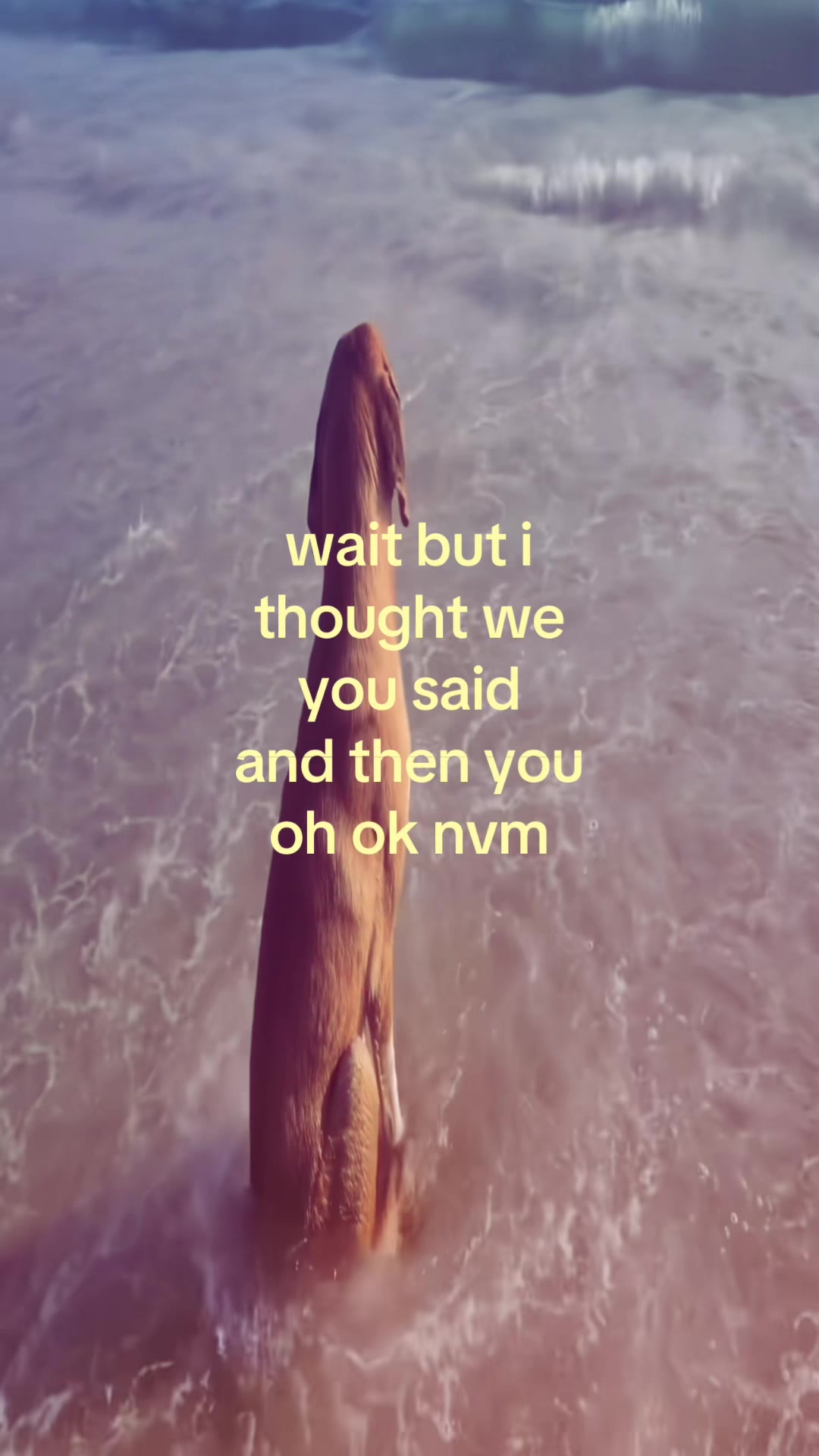@obwssi