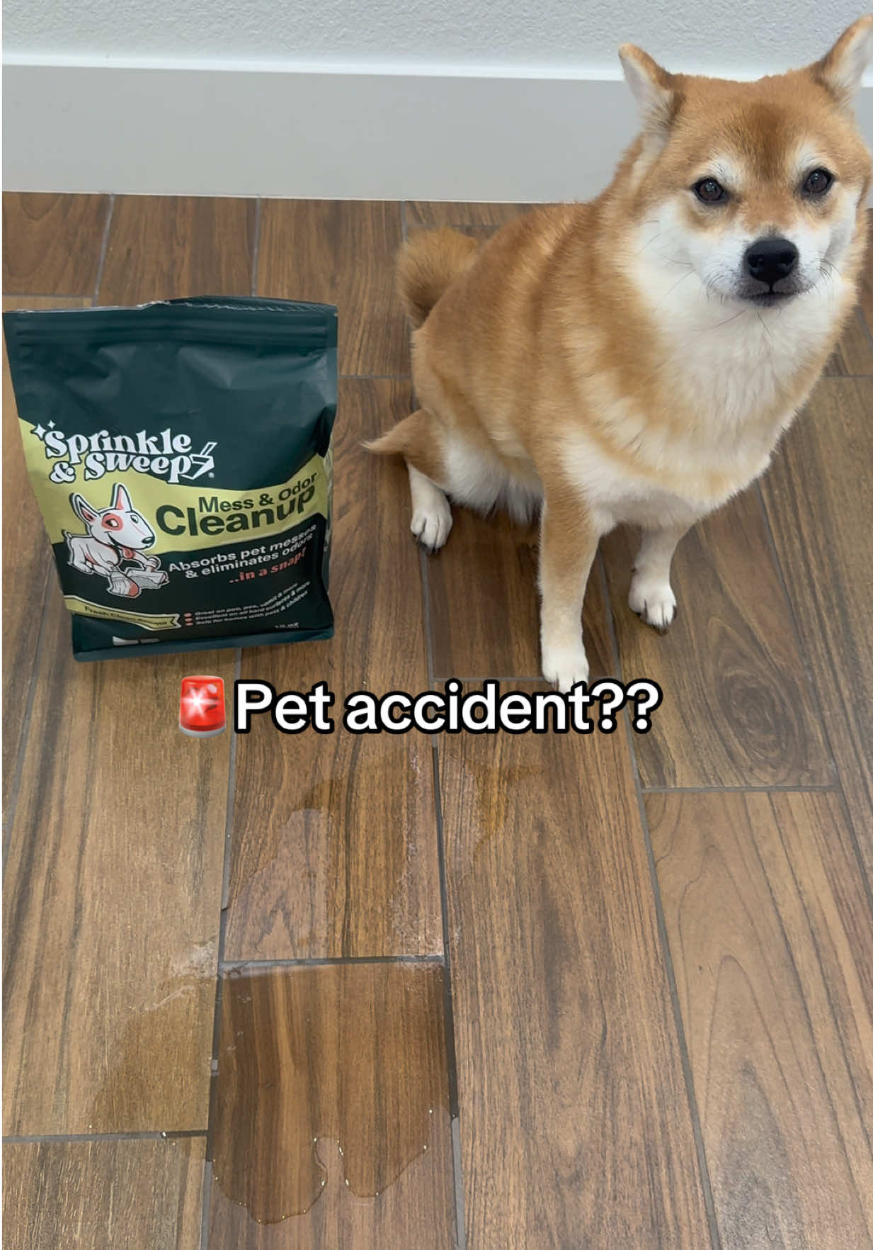 @Flock of Shibas 🐕🐕🐕